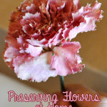 Preserving Flowers Easily and Affordably