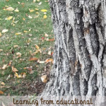 Educational Nature Walk Activities– for Any Age!