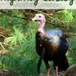 How a Highway Turkey United My Hometown